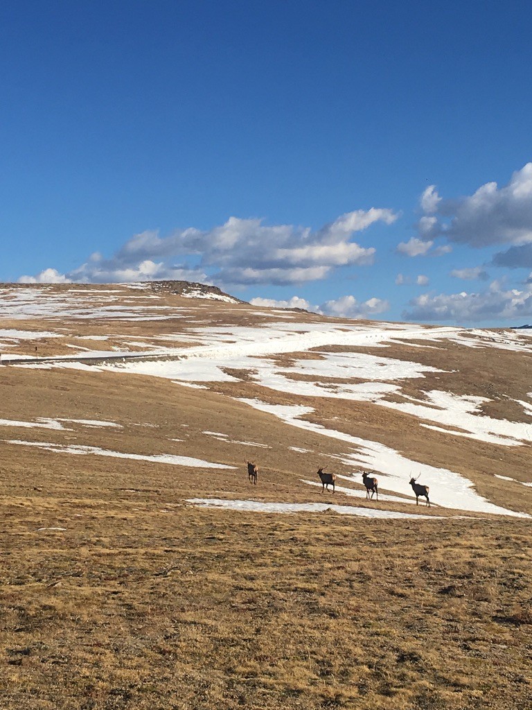 Wildlife crossing an open plateau with patches of snow
