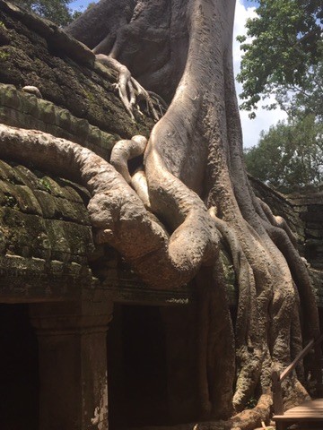 Giant tree roots draped over a stone temple ruin, framing a dark doorway