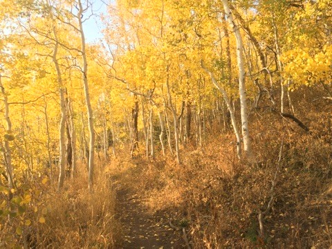 Golden autumn leaves beside a woodland path