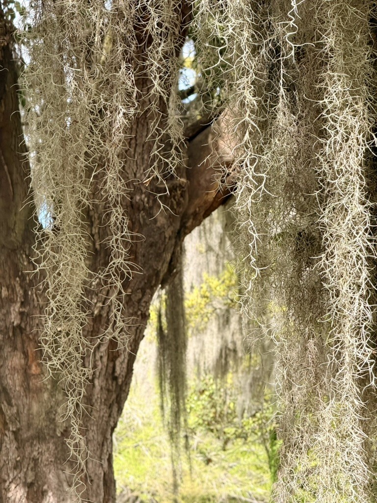 Long strands of moss hanging from a tree