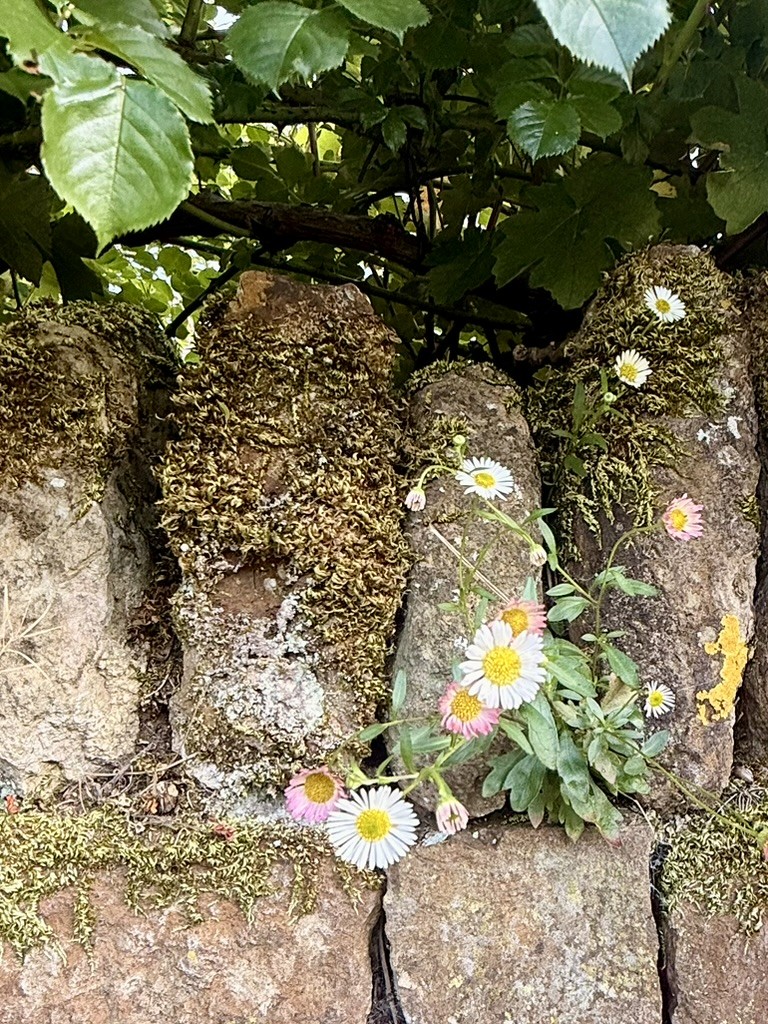 Small white daisies growing from a moss-covered stone wall