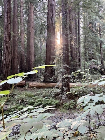 Sunlight between tall trunks in a dense forest