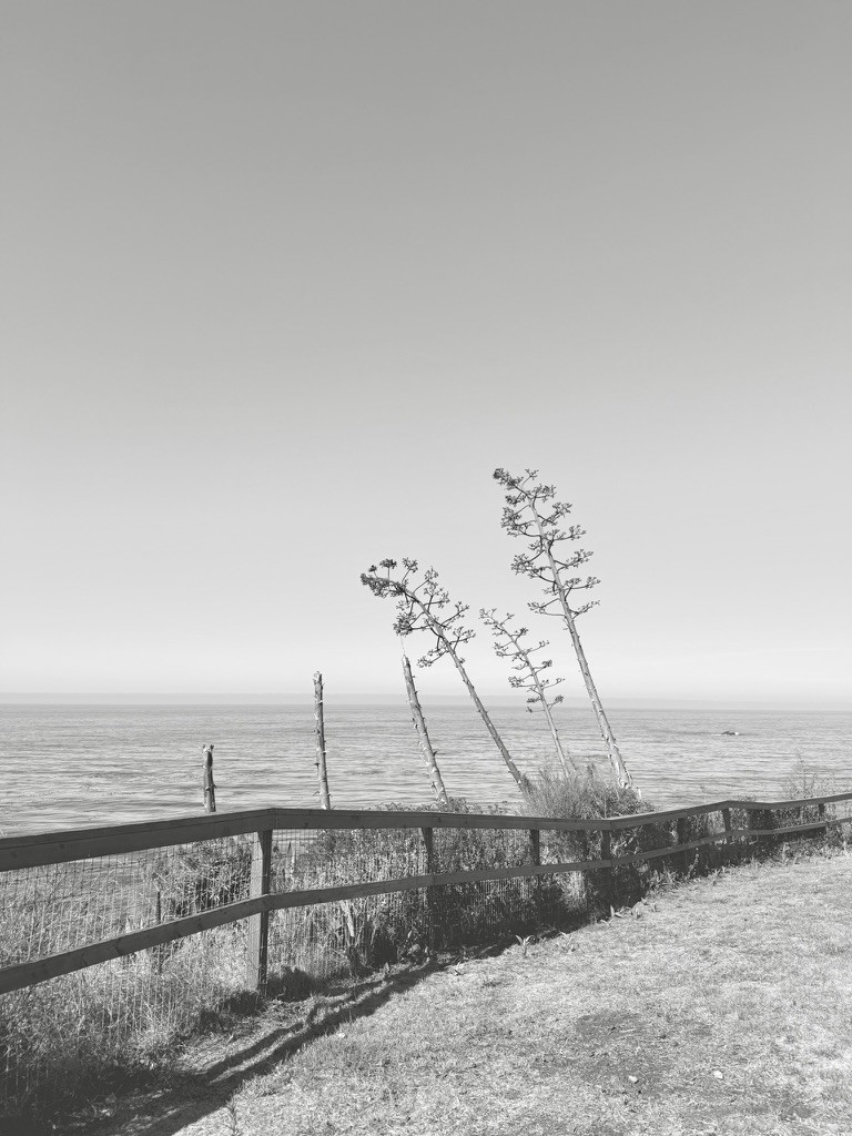 Slender coastal plants beside a fence in black and white