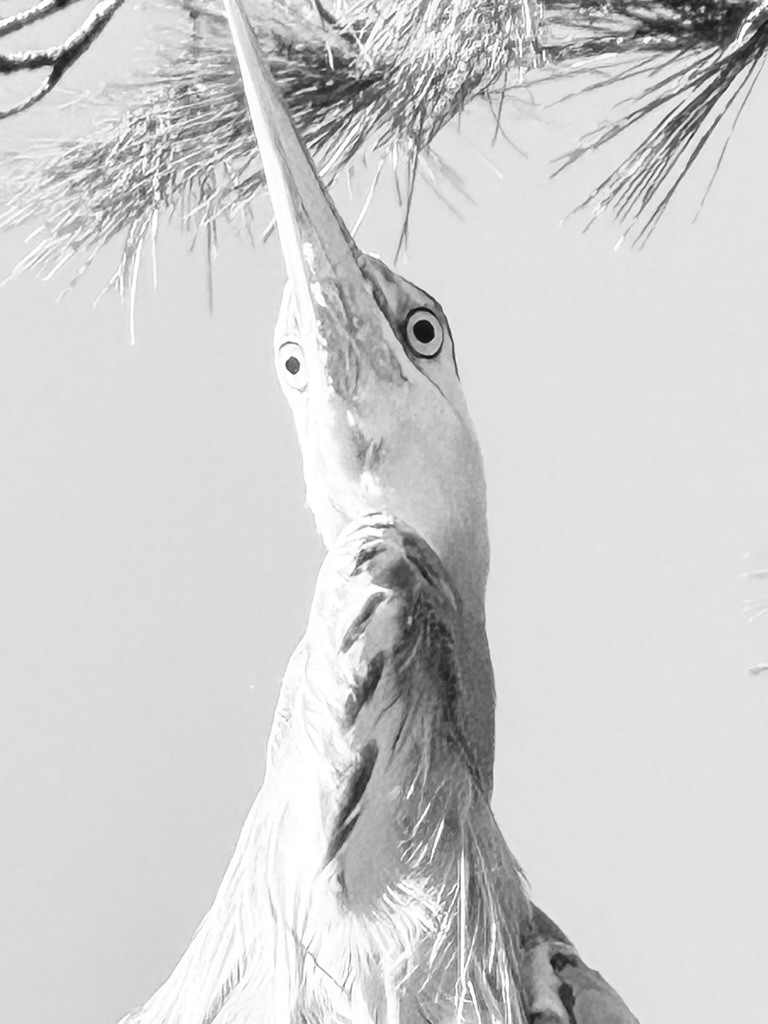 Black-and-white view of a heron from below, its long beak pointing into pine branches