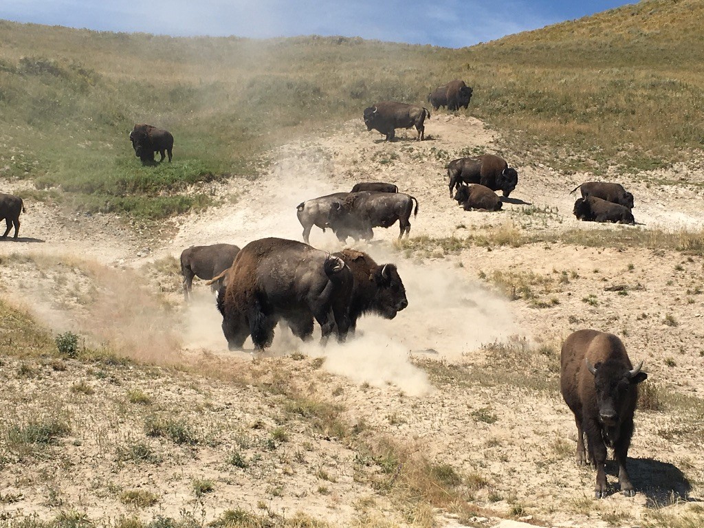 Bison gathered on a dusty hillside