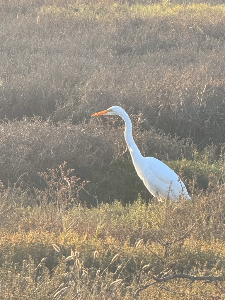 A white bird standing in golden marsh grass