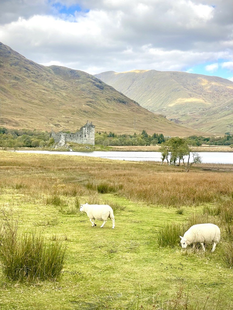 Sheep grazing in a green mountain valley