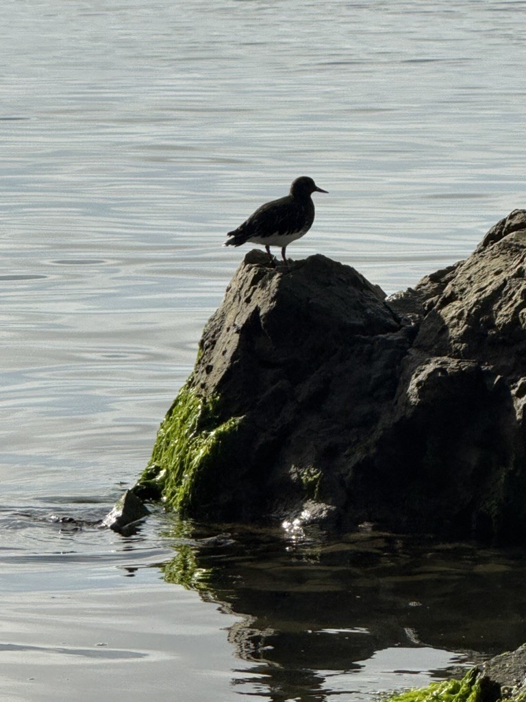 A dark bird perched on a moss-covered rock