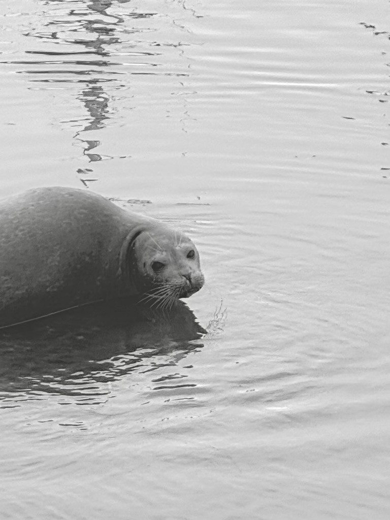 A seal floating in water in black and white