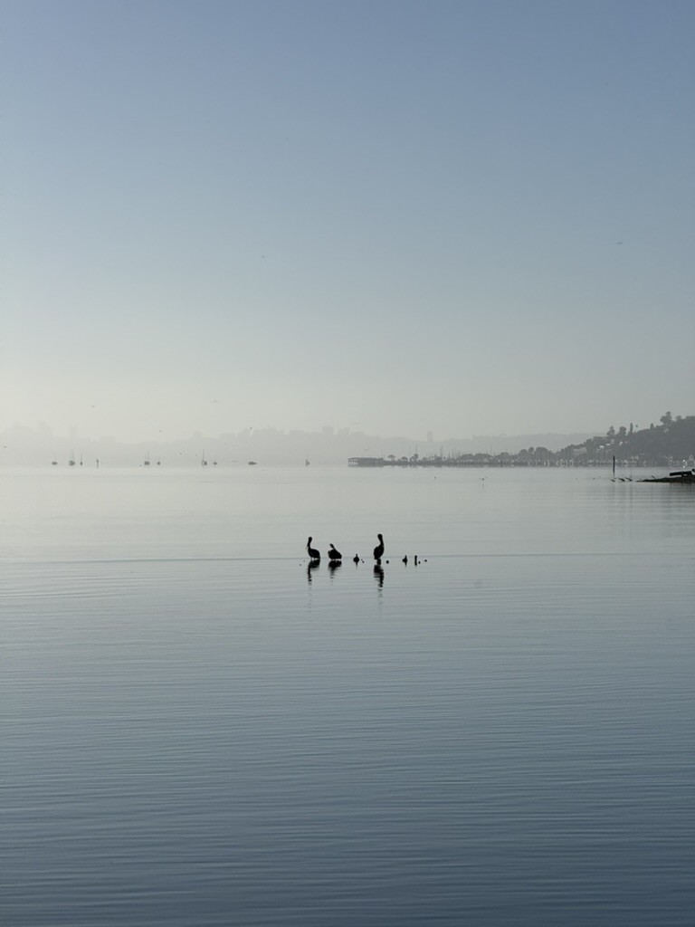 Birds perched on posts in calm water beneath a broad blue sky