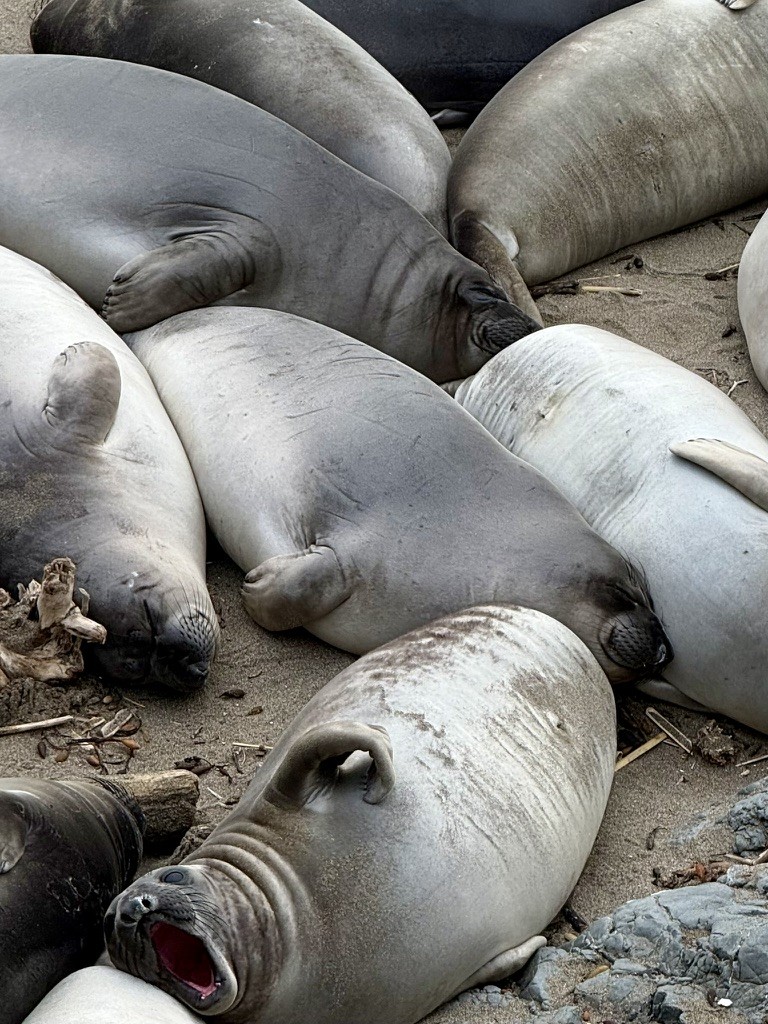 Seals resting together on a beach
