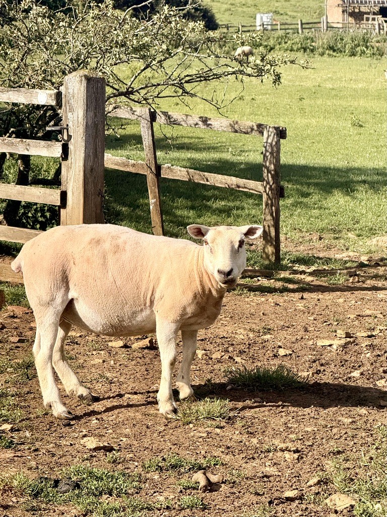 A sheep standing beside a wooden fence