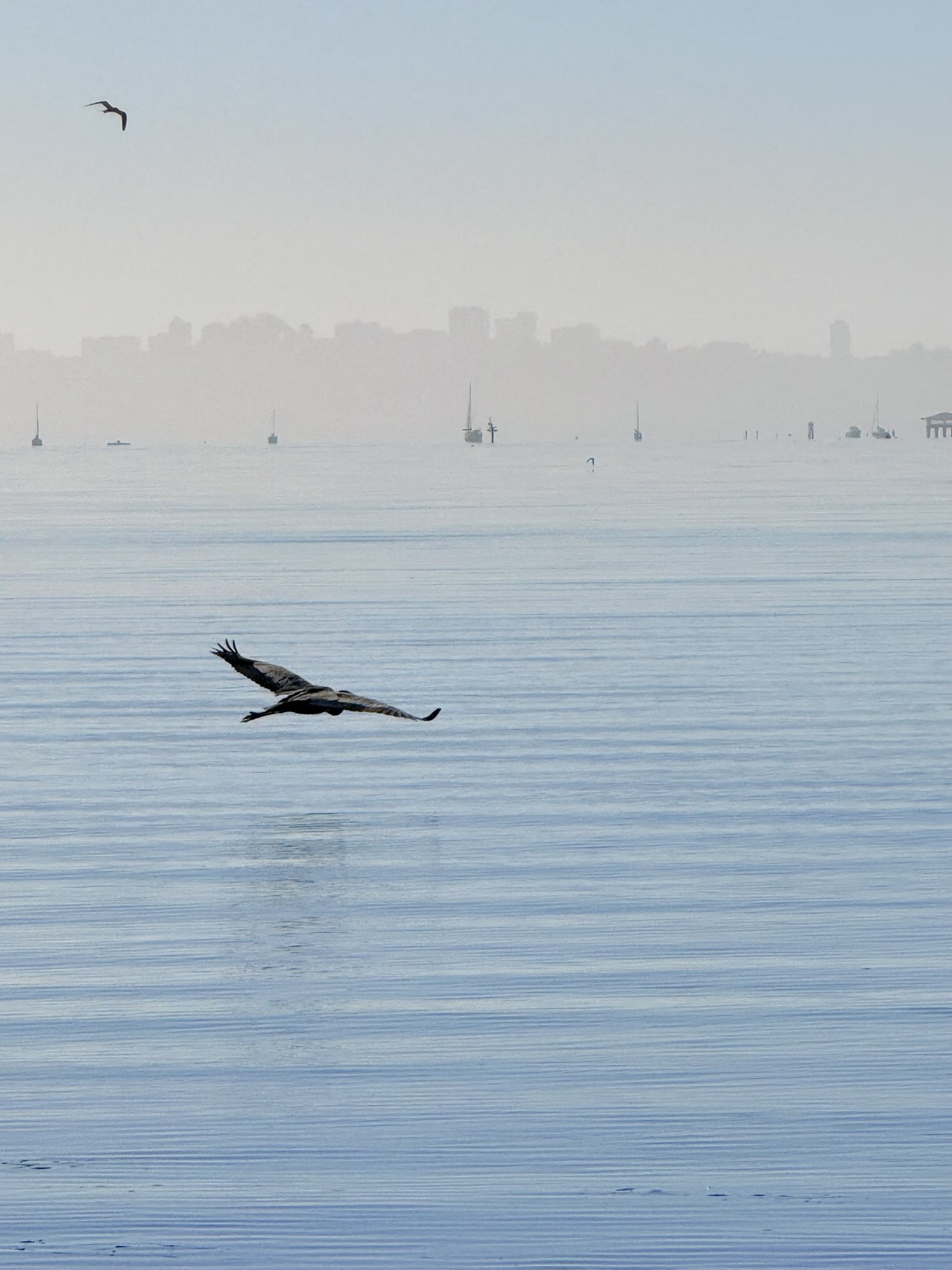A bird flying above water with distant sailboats beyond