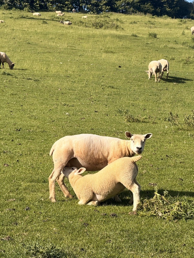 A sheep and lamb in a sunny green pasture