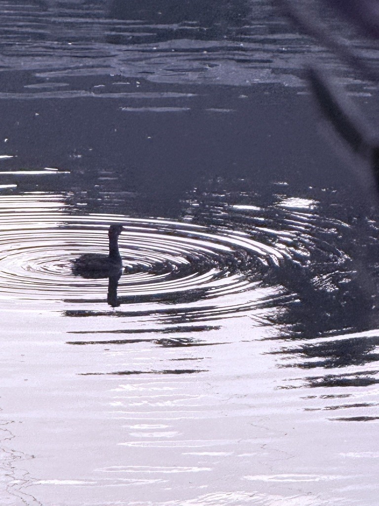 A dark waterbird surrounded by circular ripples