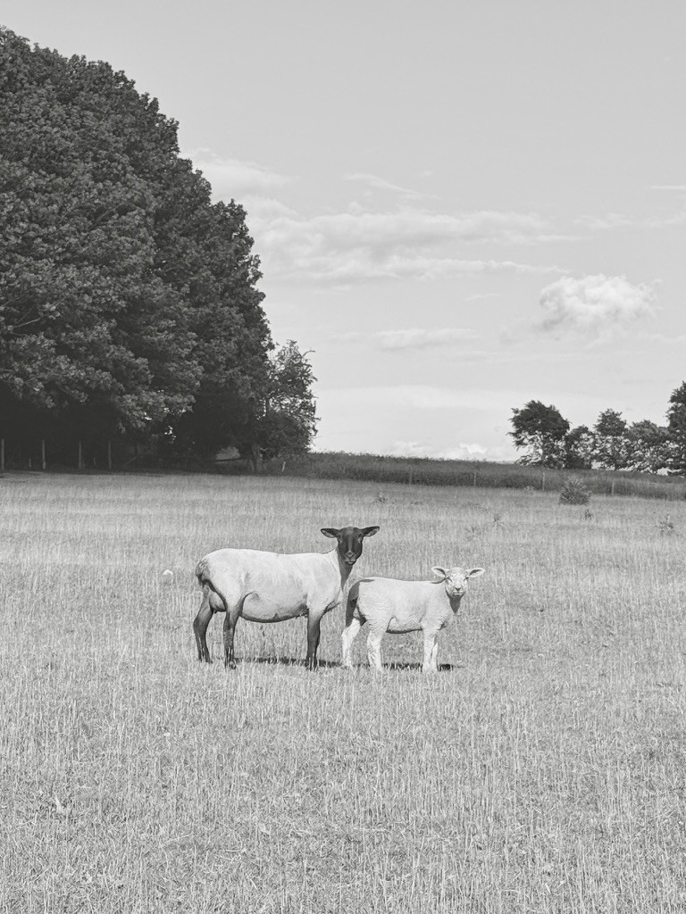 Sheep in an open field in black and white